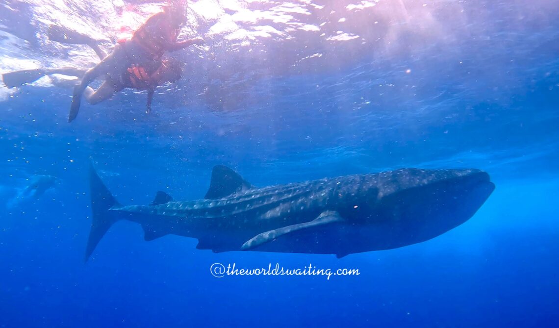 Two snorkellers swim near a whale shark in the blue water of the ocean off cCncun, Mexico