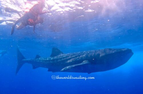 Two snorkellers swim near a whale shark in the blue water of the ocean off cCncun, Mexico