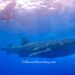 Two snorkellers swim near a whale shark in the blue water of the ocean off cCncun, Mexico